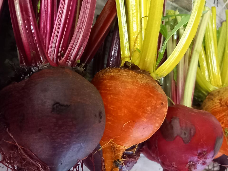 Plakat for Berekraftsveka: Gode dyrkingsråd med Johannes Nome